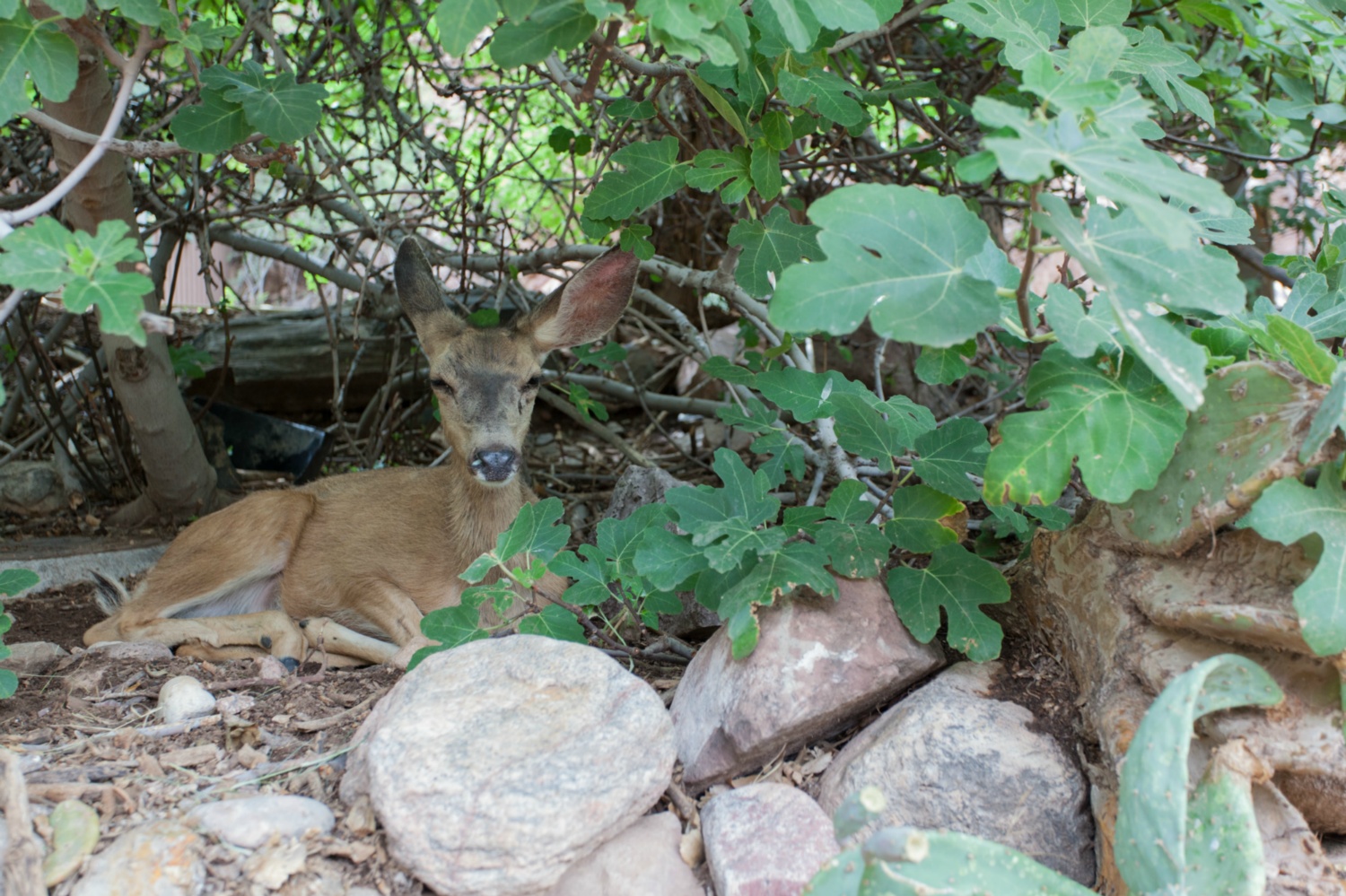 USA_Grand Canyon_145